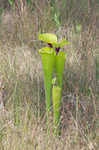 Yellow pitcherplant